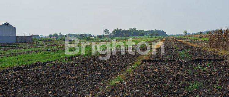 TANAH/KAVLING MURAH, COCOK BUAT GUDANG/PABRIK BERLOKASI DI SUMBERGIRANG PURI KABUPATEN. MOJOKERTO 1