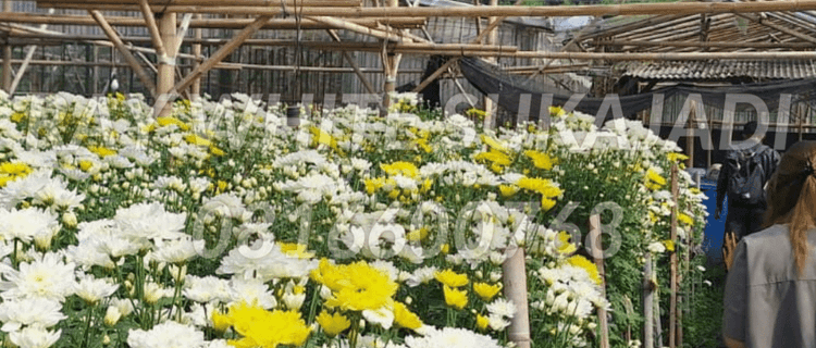 Greenhouse / Tanah di desa Cigugur 1