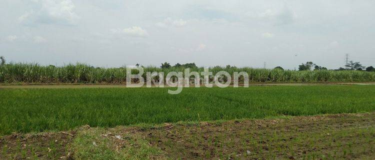 TANAH SAWAH SIAP PAKAI DI WRINGINPITU MOJOAGUNG 1