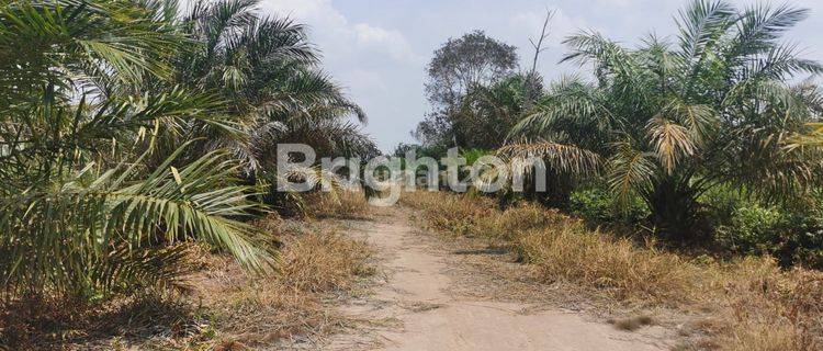 LAHAN KEBUN PINGGIR JALAN TANJUNG API API KM 19 PALEMBANG 1