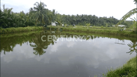 Tanah Di Pondok Paku Cibenda Pangandaran 1