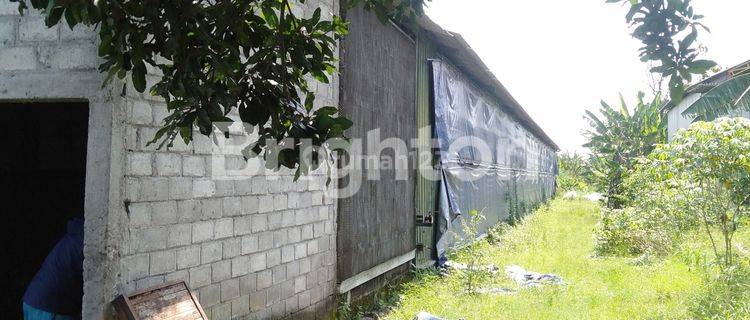 KANDANG AYAM FULL PERALATAN SIAP PAKAI DI GUDO JOMBANG 1