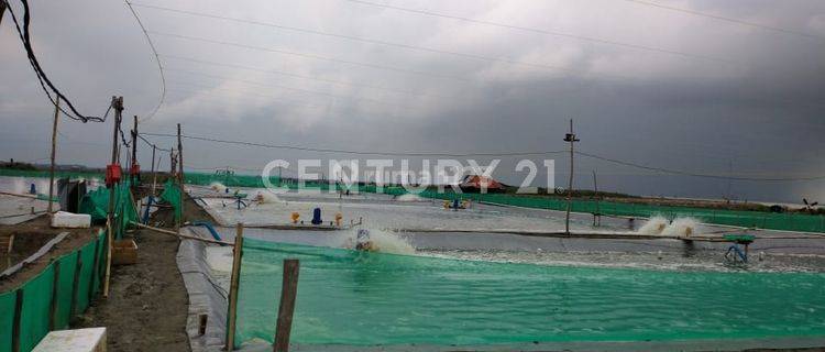 Lahan Tambak Udang & Ikan Di Pangenan 1