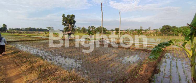 SAWAH 1 HA - TERAWAT, AIR BAGUS, AKSES MUDAH 1