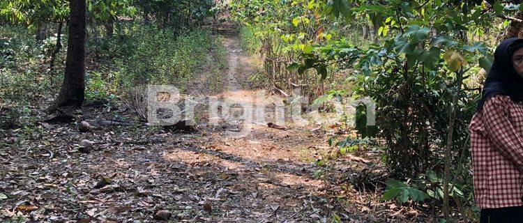 Tanah kebun/ lahan pertanian di Lombok, NTB 1