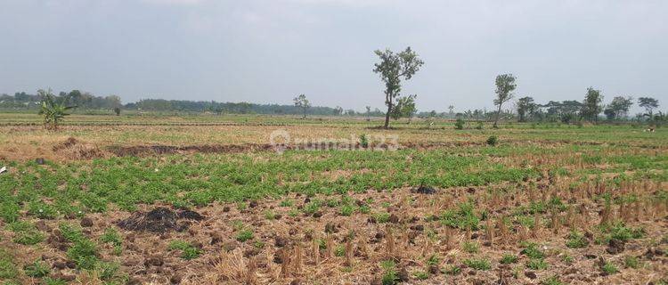 TANAH TAKERANKLATING LAMONGAN 4603 1