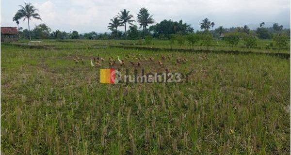 Sawah Lokasi Strategis di Cisayong Tasikmalaya Jawa Barat ( LT. 5592 ) 1