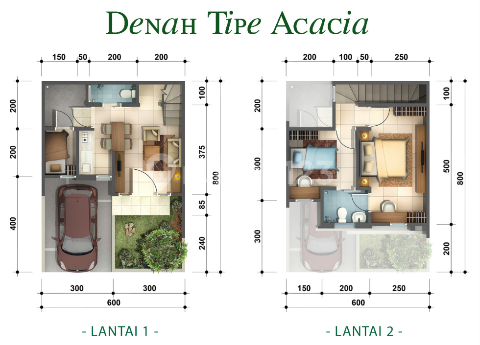 Acacia