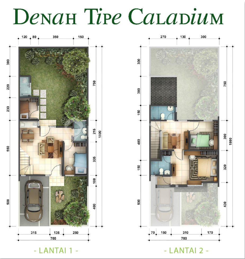Caladium